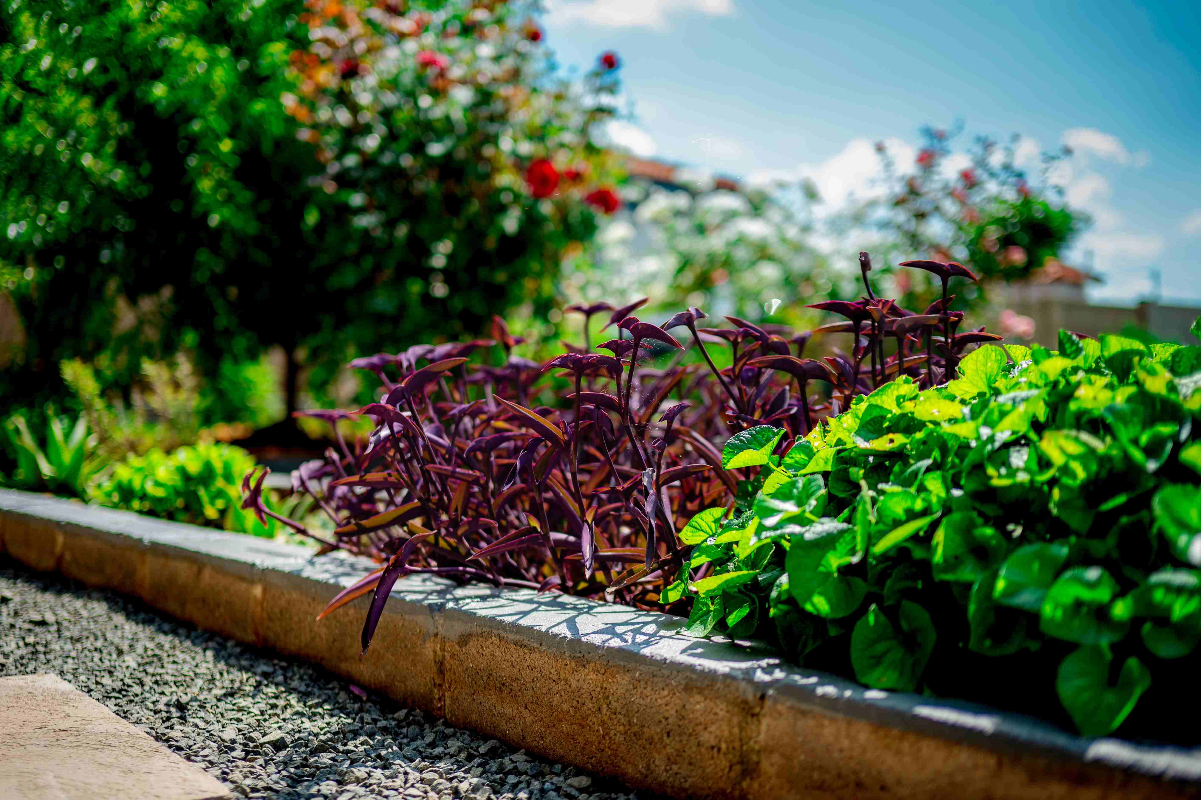 Professional Photoshoots